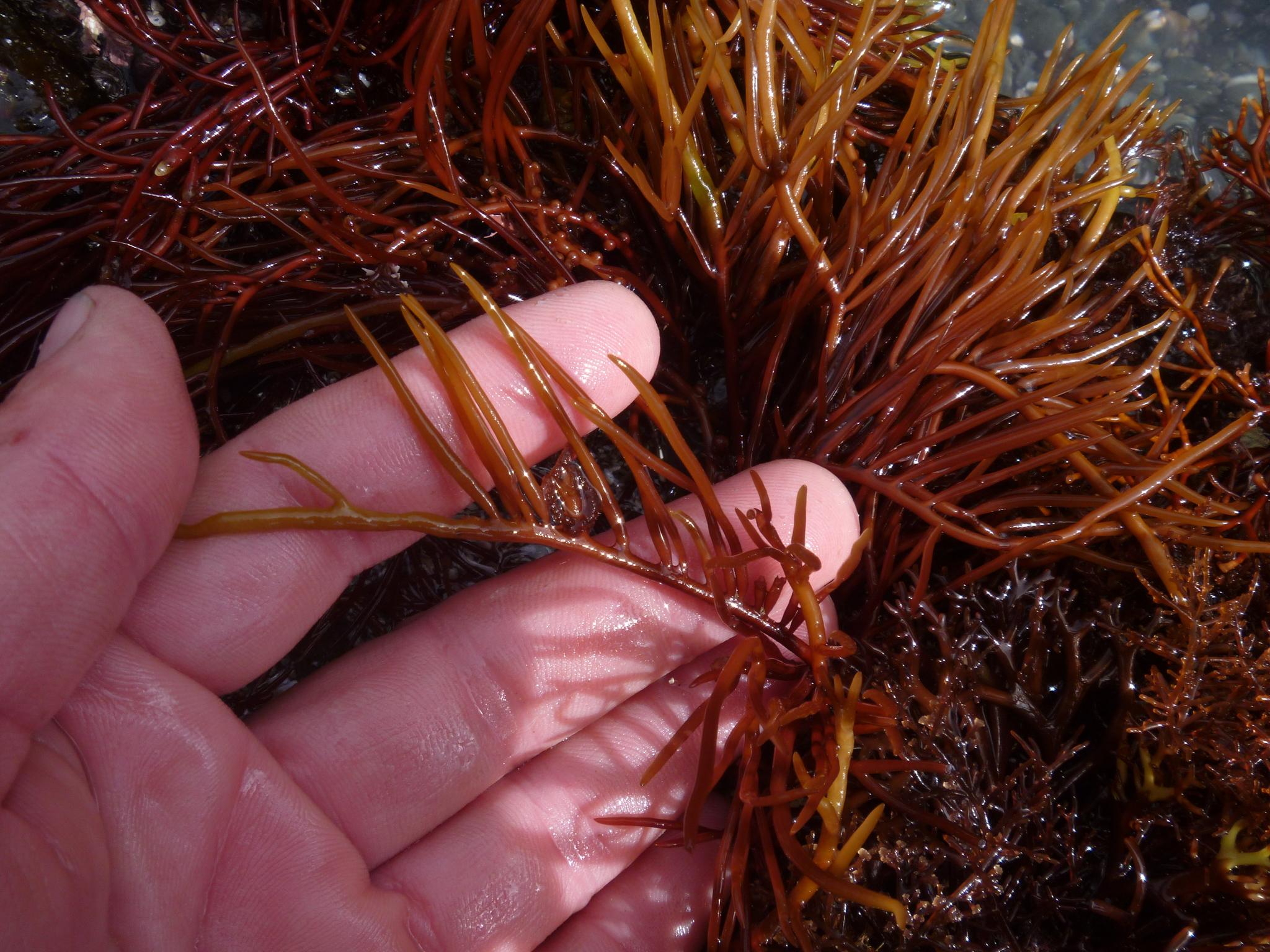 jasa undername ekspor