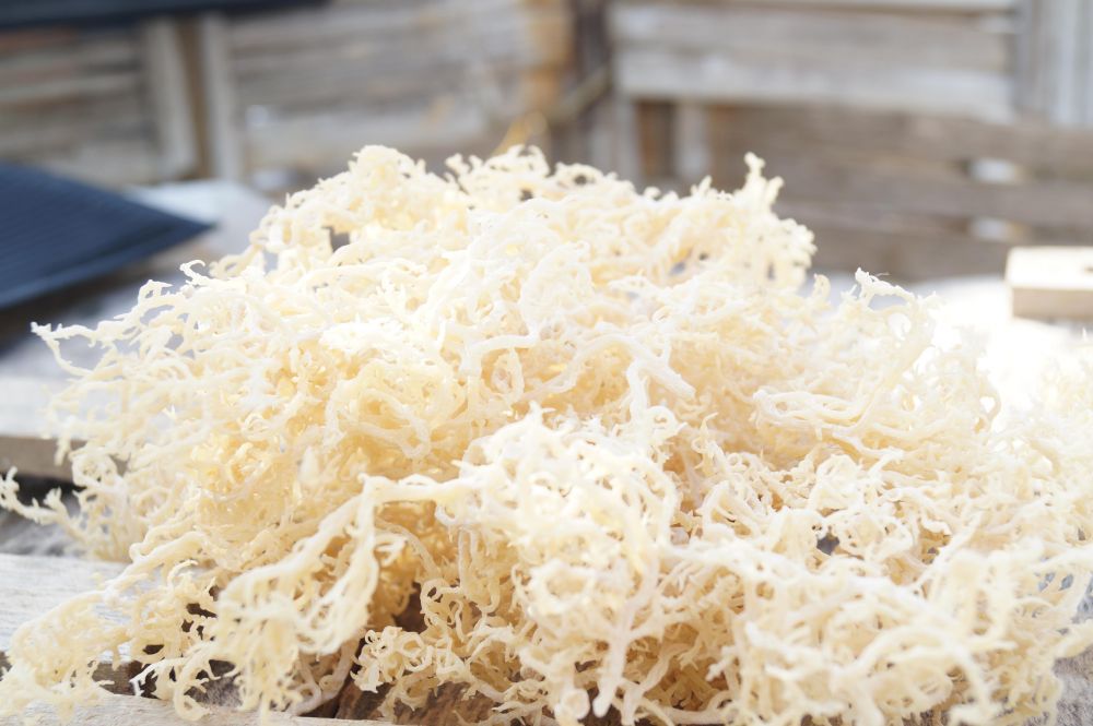 jasa undername ekspor